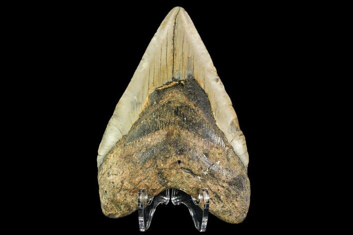 Fossil Megalodon Tooth - North Carolina #109845